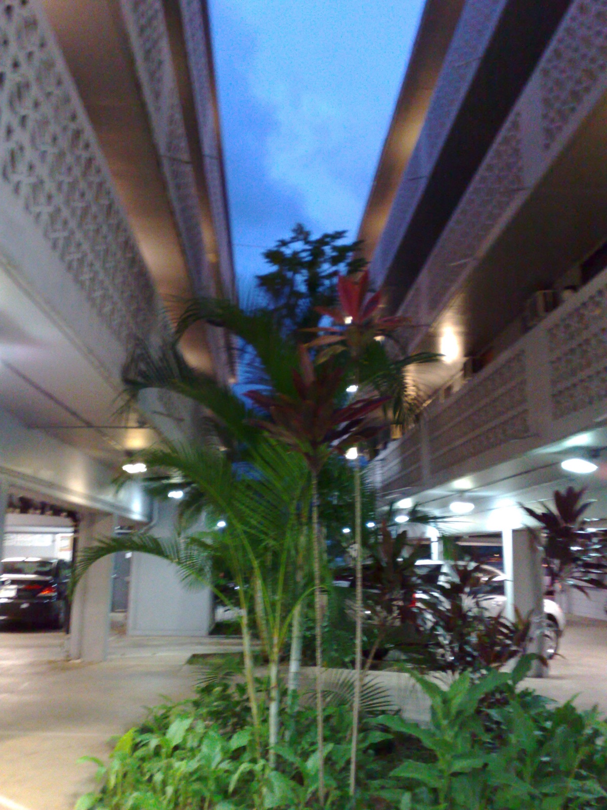 Tropical landscaping at the Ala Wai King Apartments courtyard in the evening